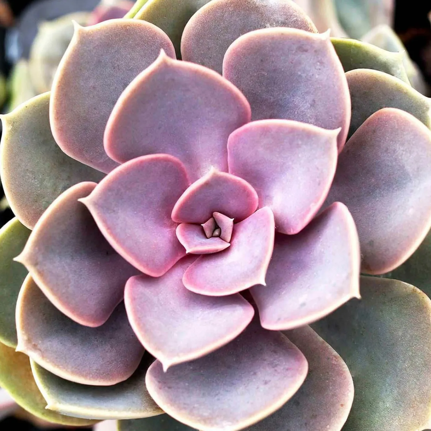 echeveria_perle_von_nornberg__perle_von_nurnberg_echeveria___gallon_0.webp Echeveria 'Perle Von Nornberg' - Perle Von Nurnberg Echeveria - 1 Gallon>Roger's Gardens Fashion