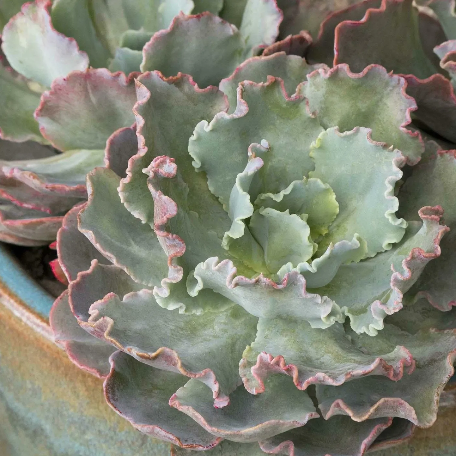 echeveria_ruffles__ruffles_echeveria___gallon_0.webp Echeveria 'Ruffles' - Ruffles Echeveria - 1 Gallon>Roger's Gardens Fashion