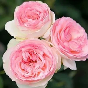 Eden - Espalier - 15 Gallon>Roger's Gardens Cheap