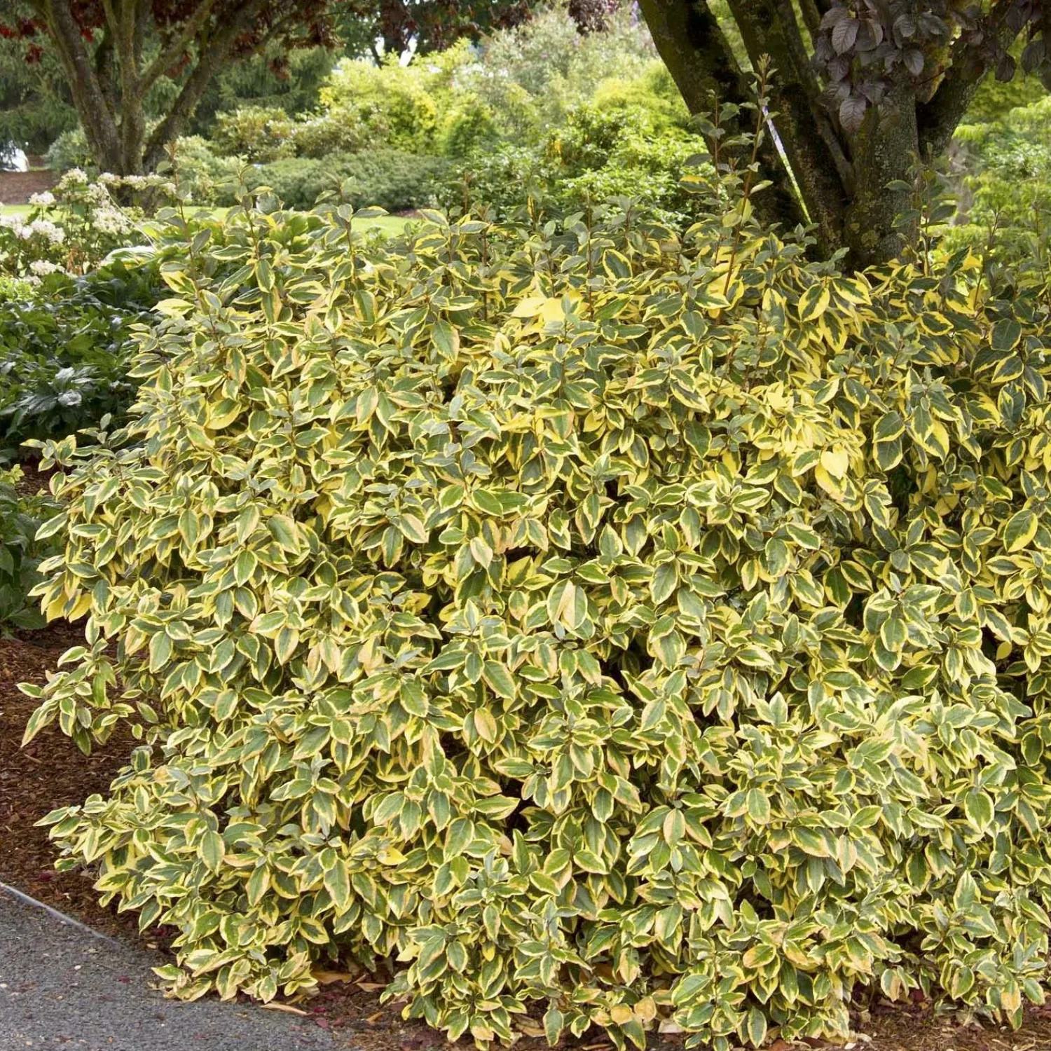 elaeagnus_ebbingei_gilt_edge__gilt_edge_silverberry___gallon_0.webp Elaeagnus Ebbingei 'Gilt Edge' - Gilt Edge Silverberry - 5 Gallon>Roger's Gardens Discount