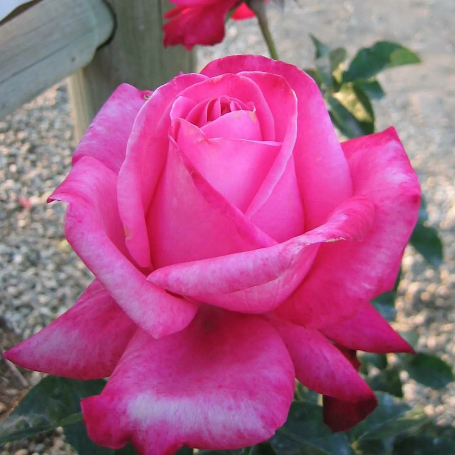 elizabeth_taylor___gallon_0.webp Elizabeth Taylor - 5 Gallon>Roger's Gardens New