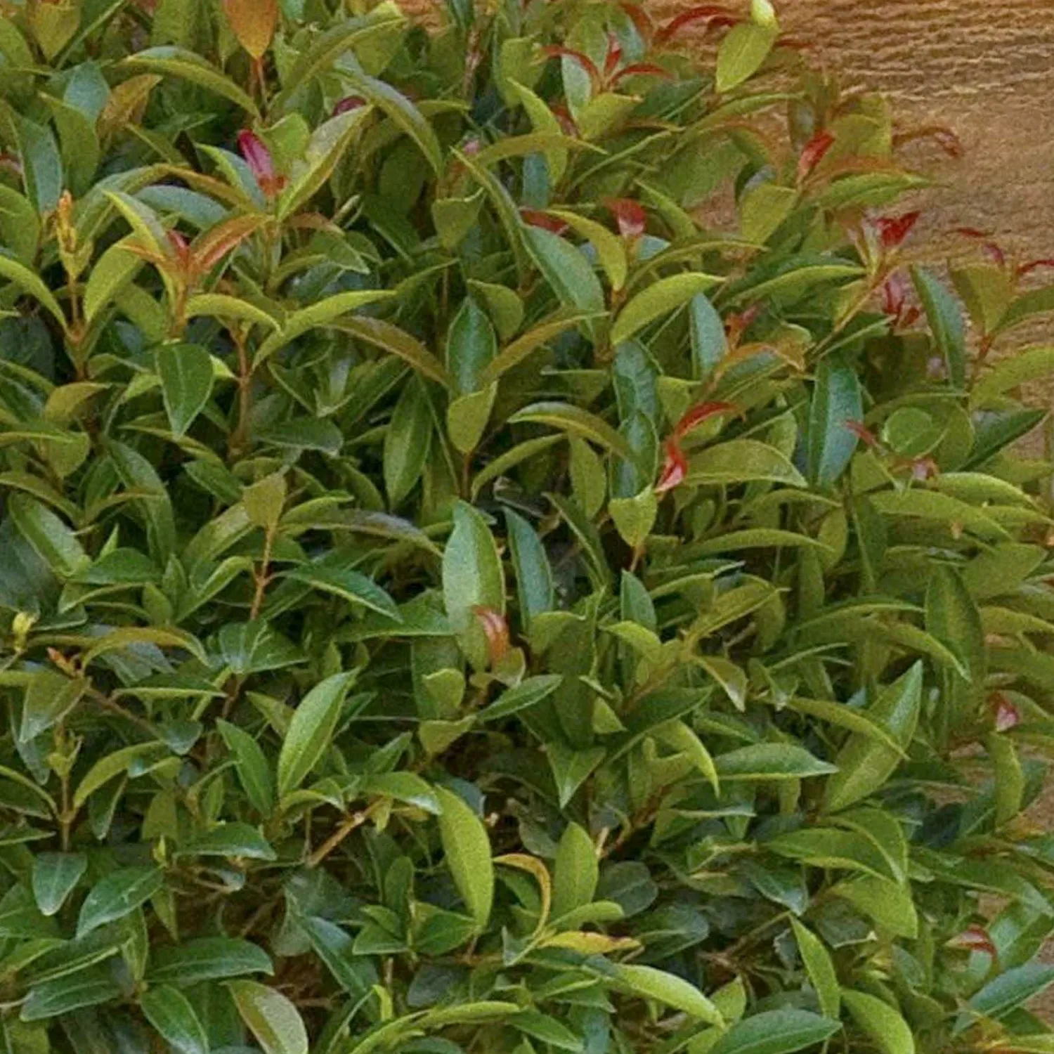 eugenia_monterey_bay__monterey_bay_brush_cherry___gallon_0.webp Eugenia 'Monterey Bay' - Monterey Bay Brush Cherry - 5 Gallon>Roger's Gardens Fashion