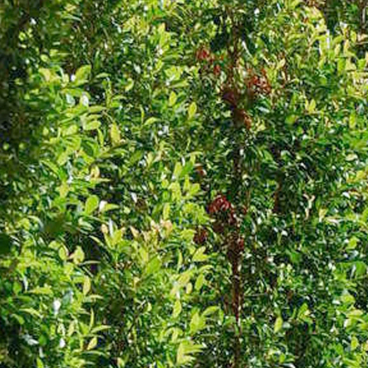eugenia_orange_twist__orange_twist_brush_cherry___gallon_0.webp Eugenia 'Orange Twist' - Orange Twist Brush Cherry - 5 Gallon>Roger's Gardens Shop