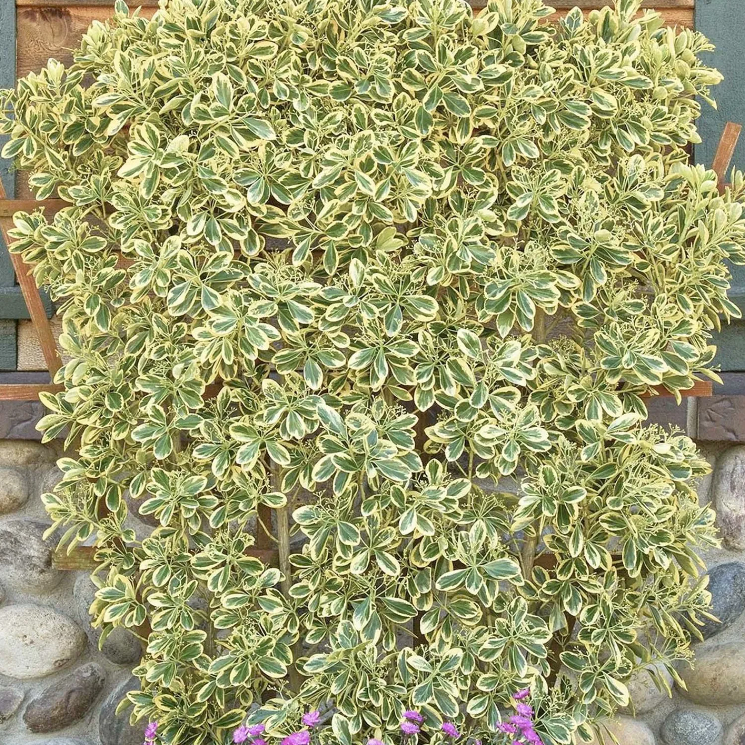 euonymous_chollipo__chollipo_euonymus___gallon_0.webp Euonymous 'Chollipo' - Chollipo Euonymus - 5 Gallon>Roger's Gardens Cheap