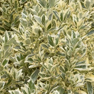 Euonymous 'silver King' - Silver King Euonymus - 1 Gallon>Roger's Gardens Discount