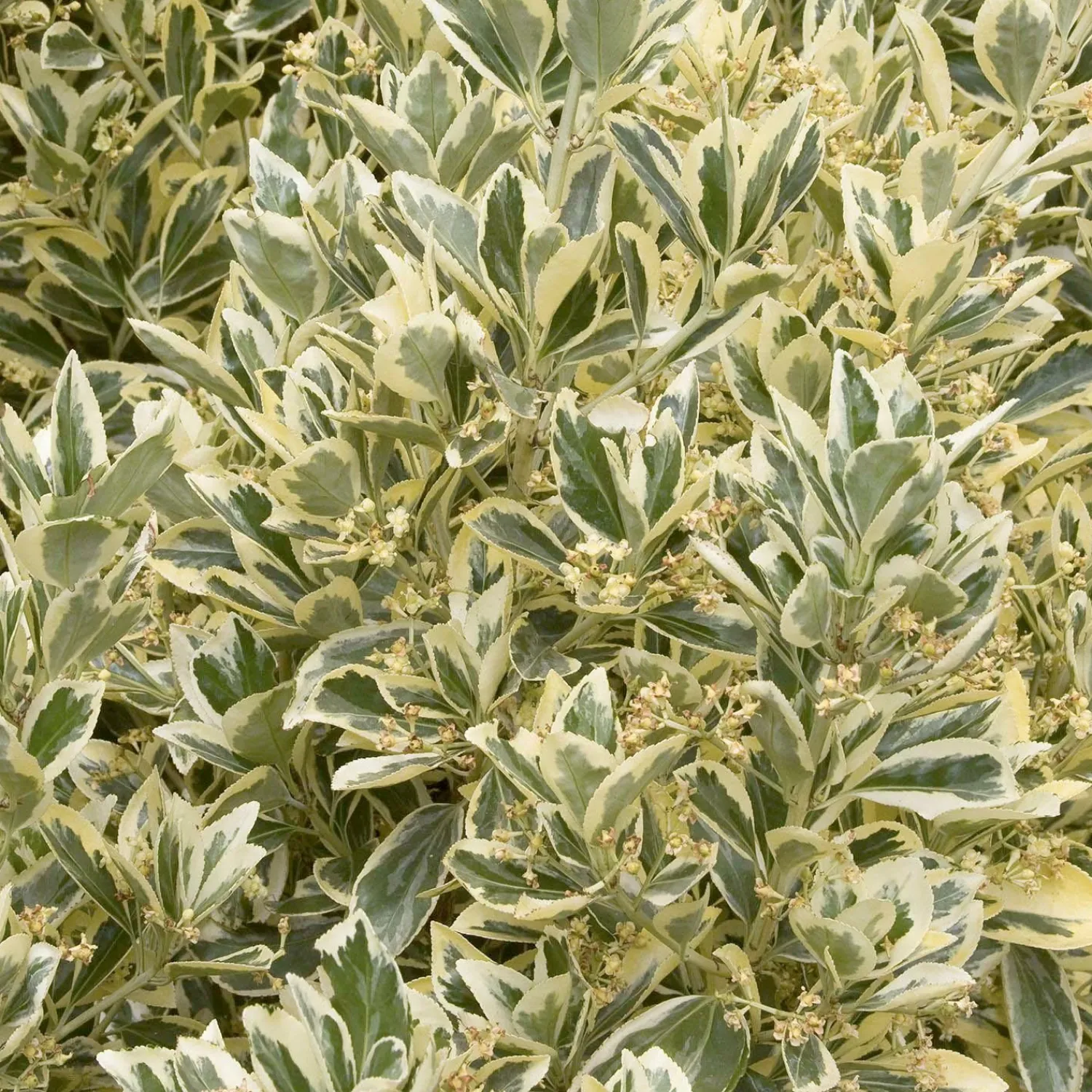 euonymous_silver_king__silver_king_euonymus___gallon_0.webp Euonymous 'silver King' - Silver King Euonymus - 1 Gallon>Roger's Gardens Discount