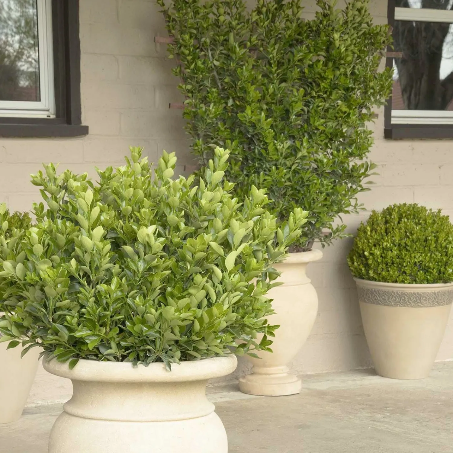 euonymus_j_grandifolius__japanese_euonymus__cone___gallon_0.webp Euonymus J. 'Grandifolius' - Japanese Euonymus - Cone - 5 Gallon>Roger's Gardens Clearance