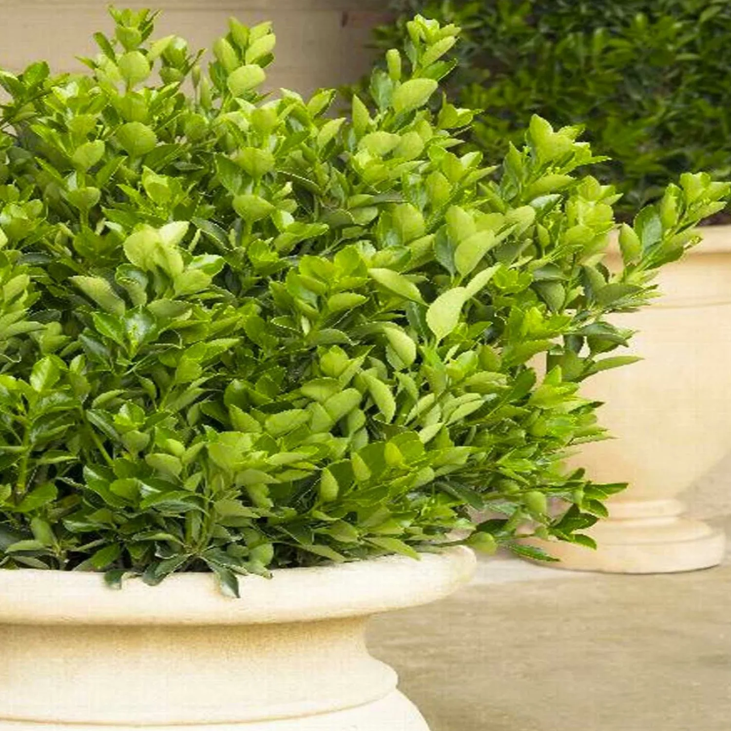 euonymus_j_grandifolius__japanese_euonymus__espalier___gallon_0.webp Euonymus J. 'Grandifolius' - Japanese Euonymus - Espalier - 5 Gallon>Roger's Gardens Flash Sale