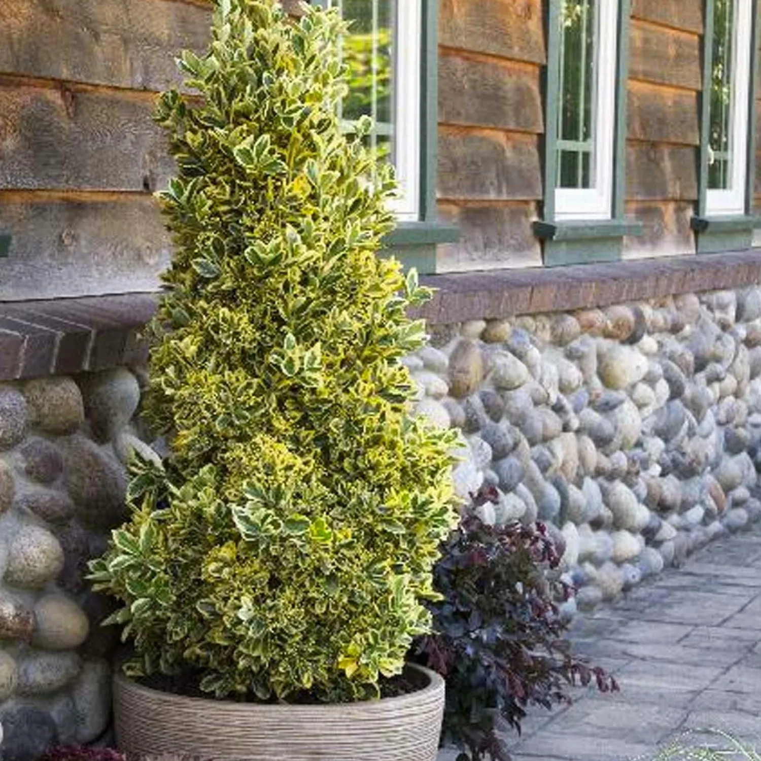 euonymus_jap_chollipo__chollipo_euonymus___gallon_0-1.webp Euonymus Jap. 'Chollipo' - Chollipo Euonymus - 10 Gallon>Roger's Gardens Hot