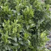 Euonymus 'Microphyllus' - Boxleaf Euonymus - 2 Gallon>Roger's Gardens Best