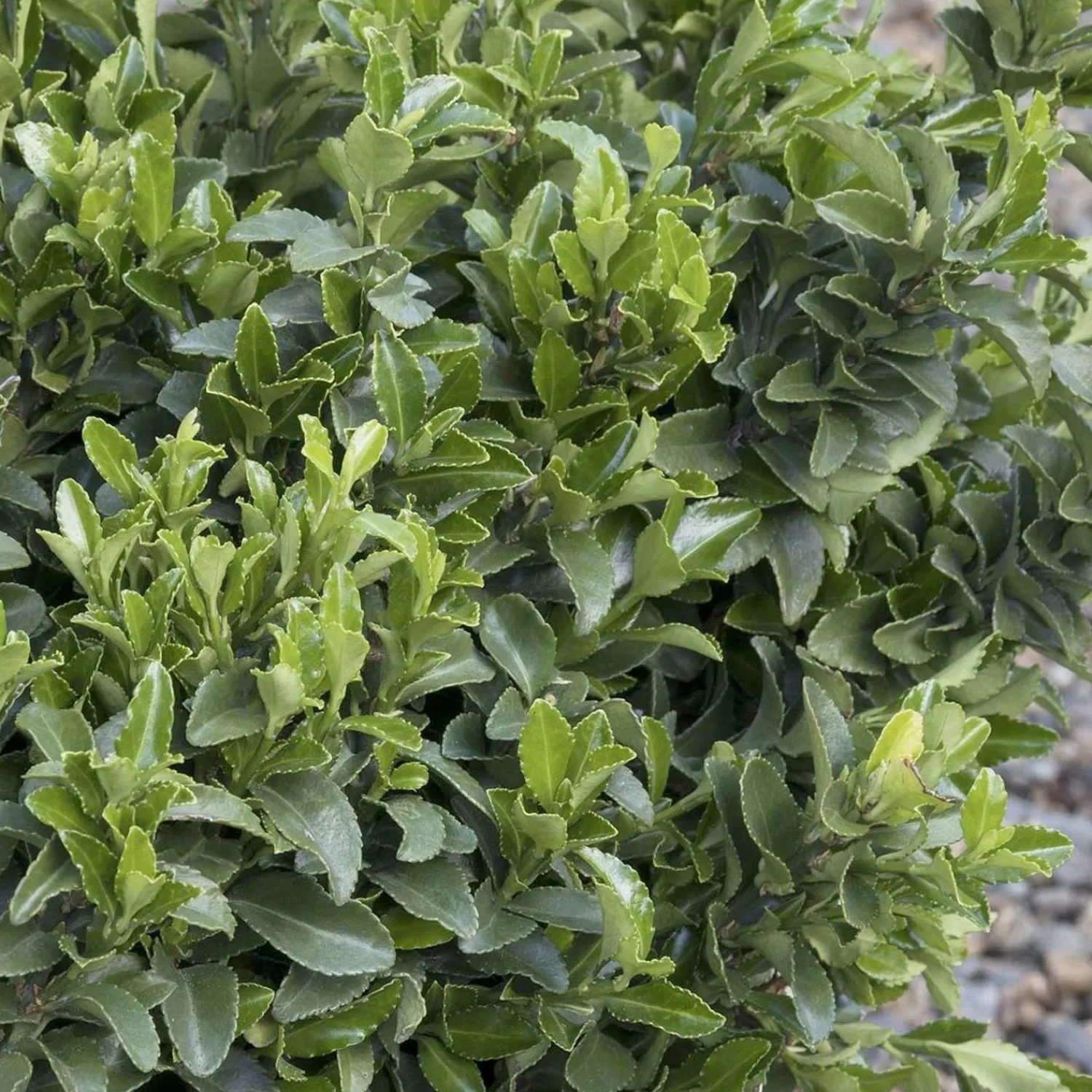 euonymus_microphyllus__boxleaf_euonymus___gallon_0.webp Euonymus 'Microphyllus' - Boxleaf Euonymus - 2 Gallon>Roger's Gardens Best