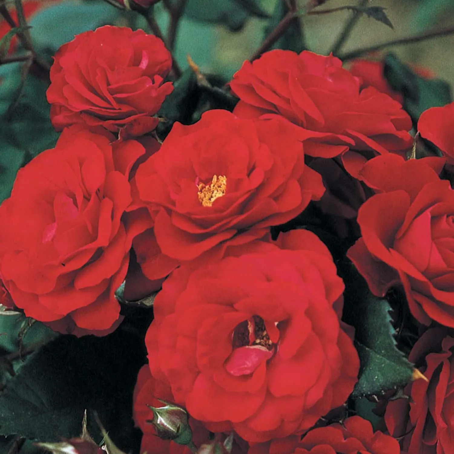 europeana___gallon_0.webp Europeana - 5 Gallon>Roger's Gardens Cheap