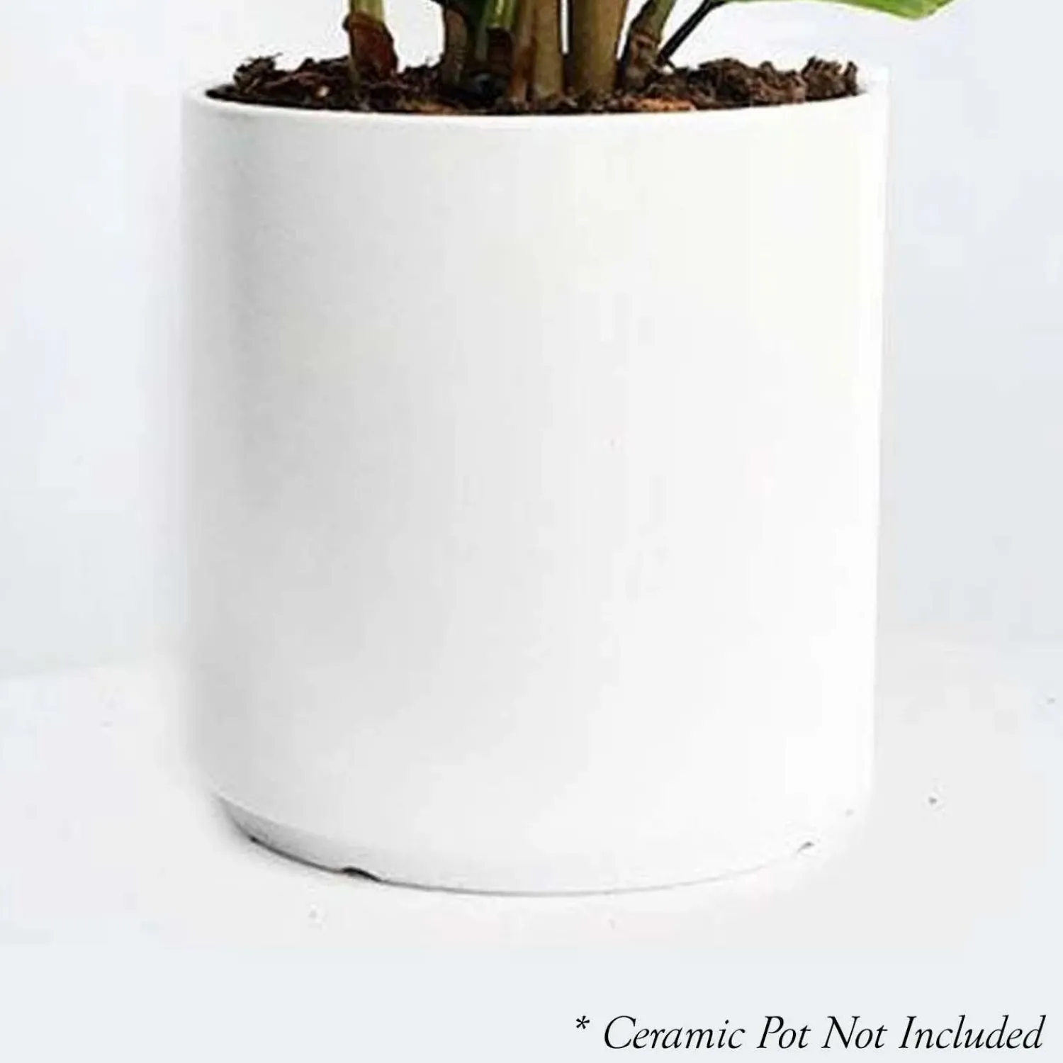 ficus_audrey___pot_1.webp Ficus 'Audrey' - 4" Pot>Roger's Gardens Discount