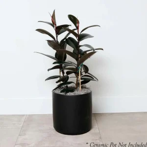 Ficus Decora 'Burgundy' - Rubber Tree - 8" Pot>Roger's Gardens Cheap