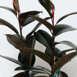 Ficus Decora 'Burgundy' - Rubber Tree - 8" Pot>Roger's Gardens Cheap