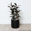 Ficus Decora 'Burgundy' Bush - Rubber Tree - 10" Pot>Roger's Gardens Online