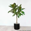 Ficus Decora 'Melanie' Standard - Rubber Tree - 10" Pot>Roger's Gardens Shop