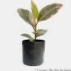 Ficus Decora 'Ruby Pink' - Rubber Tree - 4" Pot>Roger's Gardens Cheap