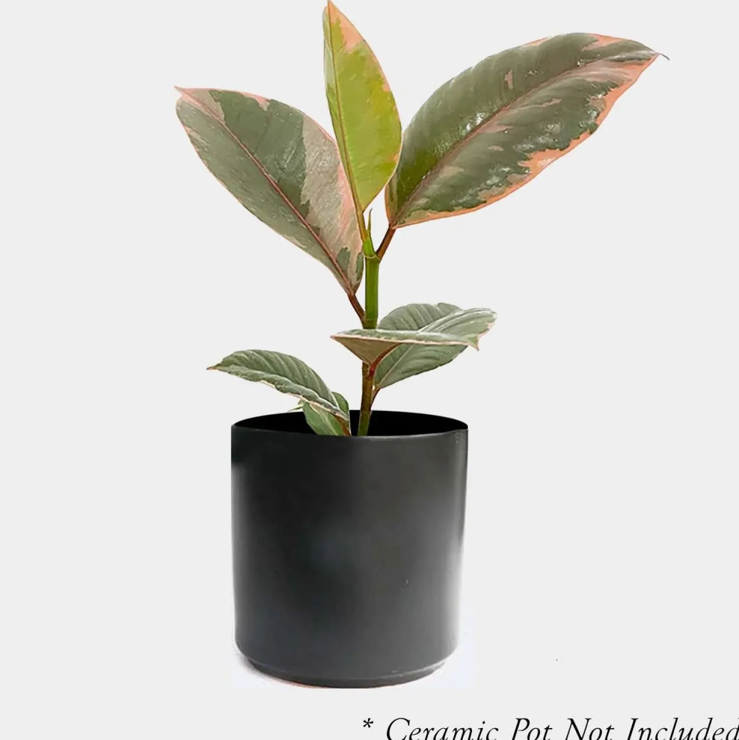 ficus_decora_ruby_pink__rubber_tree___pot_0.webp Ficus Decora 'Ruby Pink' - Rubber Tree - 4" Pot>Roger's Gardens Cheap