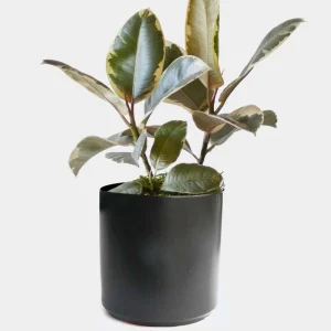 Ficus Decora 'Tineke' - Rubber Tree - 4" Pot>Roger's Gardens New
