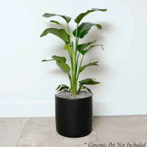Ficus Lyrata - Fiddleleaf Fig - 8" Pot>Roger's Gardens Flash Sale