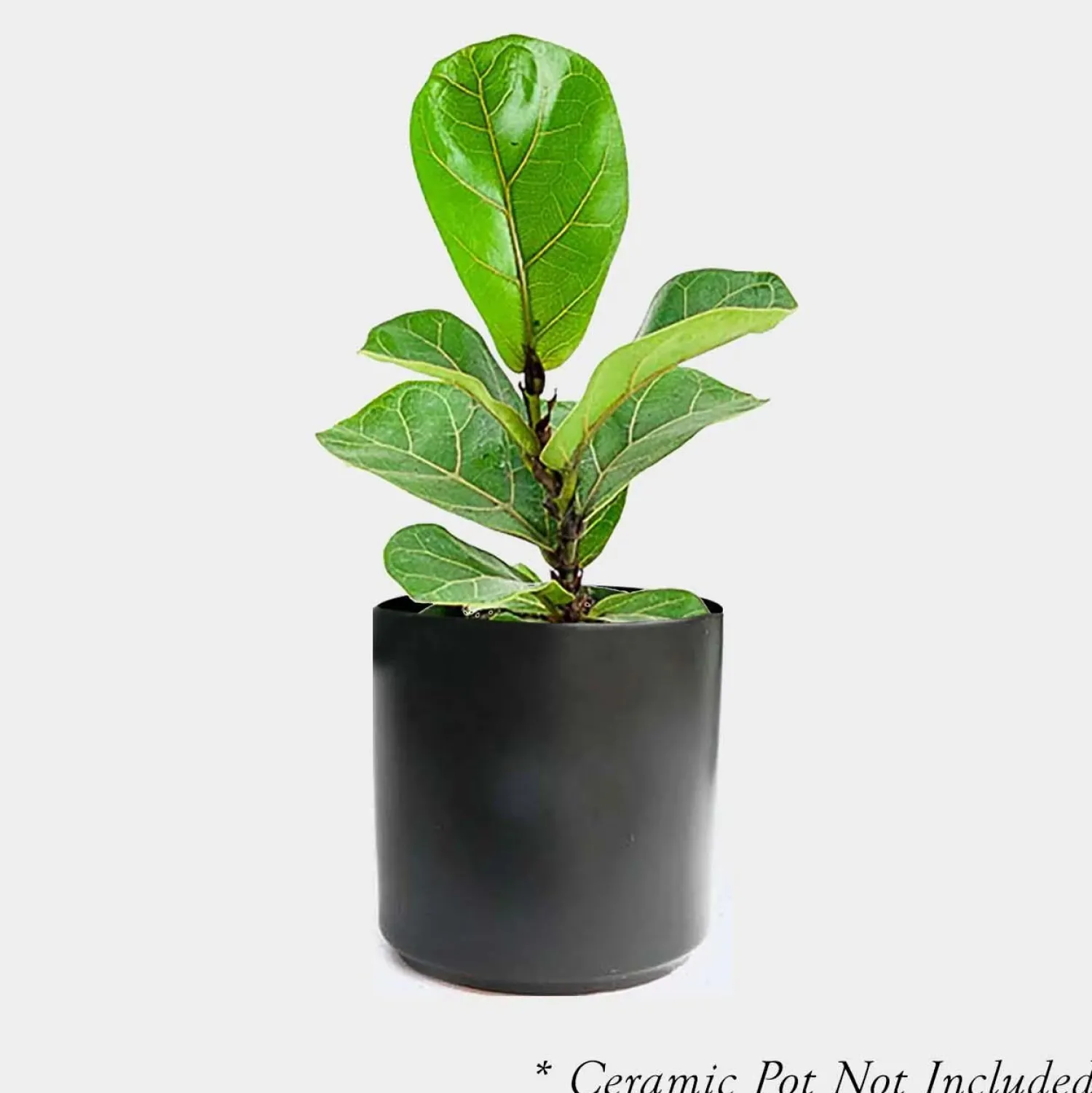 ficus_lyrata__fiddleleaf_fig___pot_0.webp Ficus Lyrata - Fiddleleaf Fig - 4" Pot>Roger's Gardens Hot