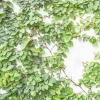 Ficus Pumila - Creeping Fig - 1 Gallon>Roger's Gardens Best Sale