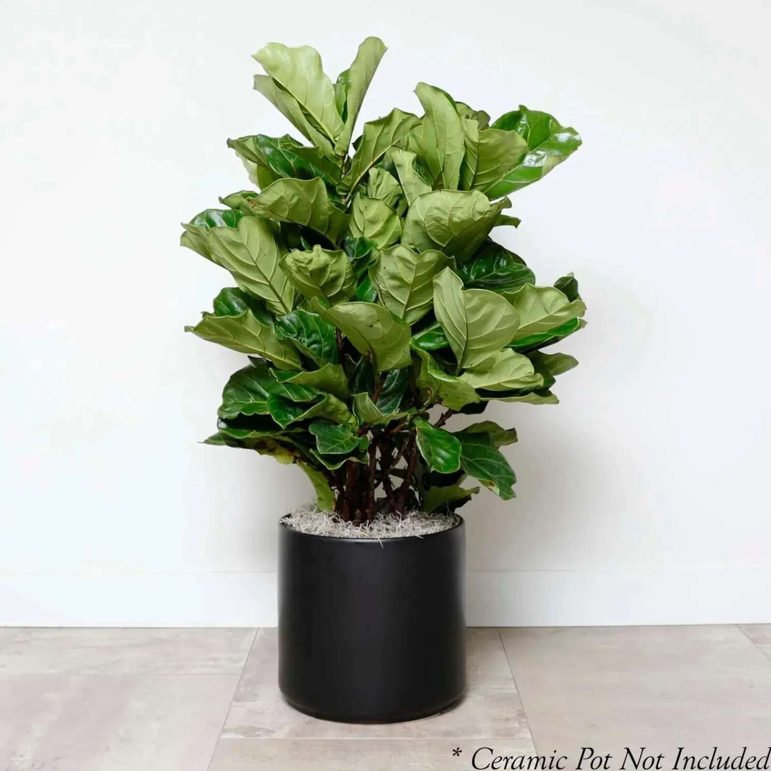 fiddle_leaf_bush__ficus_lyrata__in_0.webp Fiddle Leaf Bush - Ficus Lyrata - 14In>Roger's Gardens Fashion