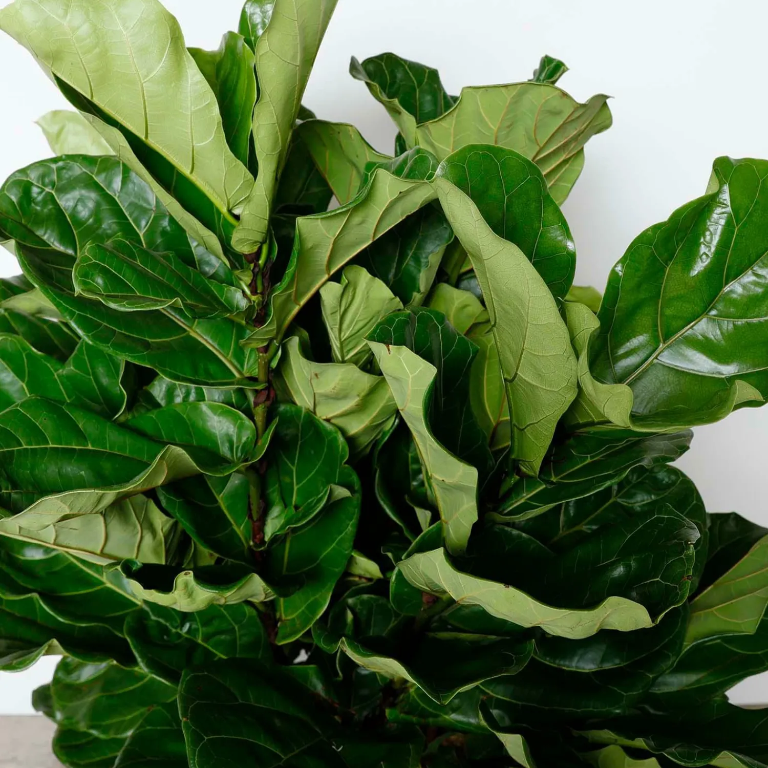 fiddle_leaf_bush__ficus_lyrata__in_1.webp Fiddle Leaf Bush - Ficus Lyrata - 14In>Roger's Gardens Fashion
