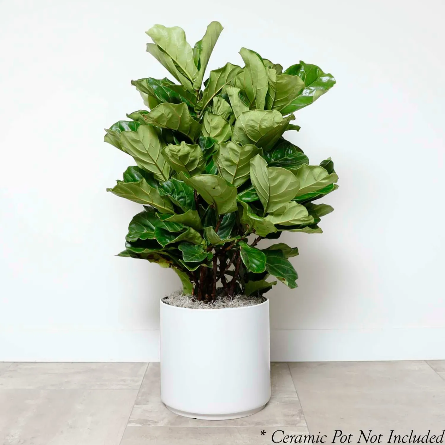 fiddle_leaf_bush__ficus_lyrata__in_2.webp Fiddle Leaf Bush - Ficus Lyrata - 14In>Roger's Gardens Fashion