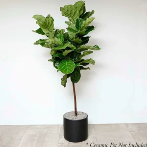Fiddle Leaf Std - Ficus Lyrata - 14In>Roger's Gardens Online