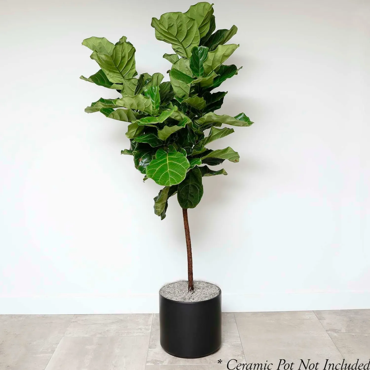fiddle_leaf_std__ficus_lyrata__in_0.webp Fiddle Leaf Std - Ficus Lyrata - 14In>Roger's Gardens Online