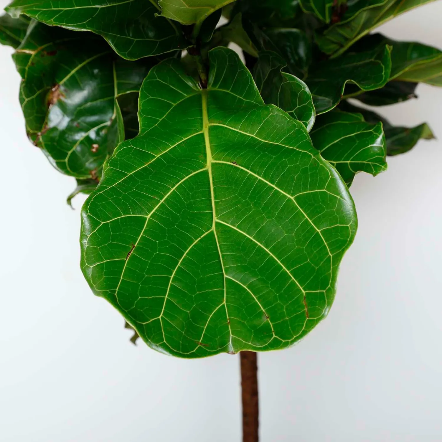fiddle_leaf_std__ficus_lyrata__in_1.webp Fiddle Leaf Std - Ficus Lyrata - 14In>Roger's Gardens Online