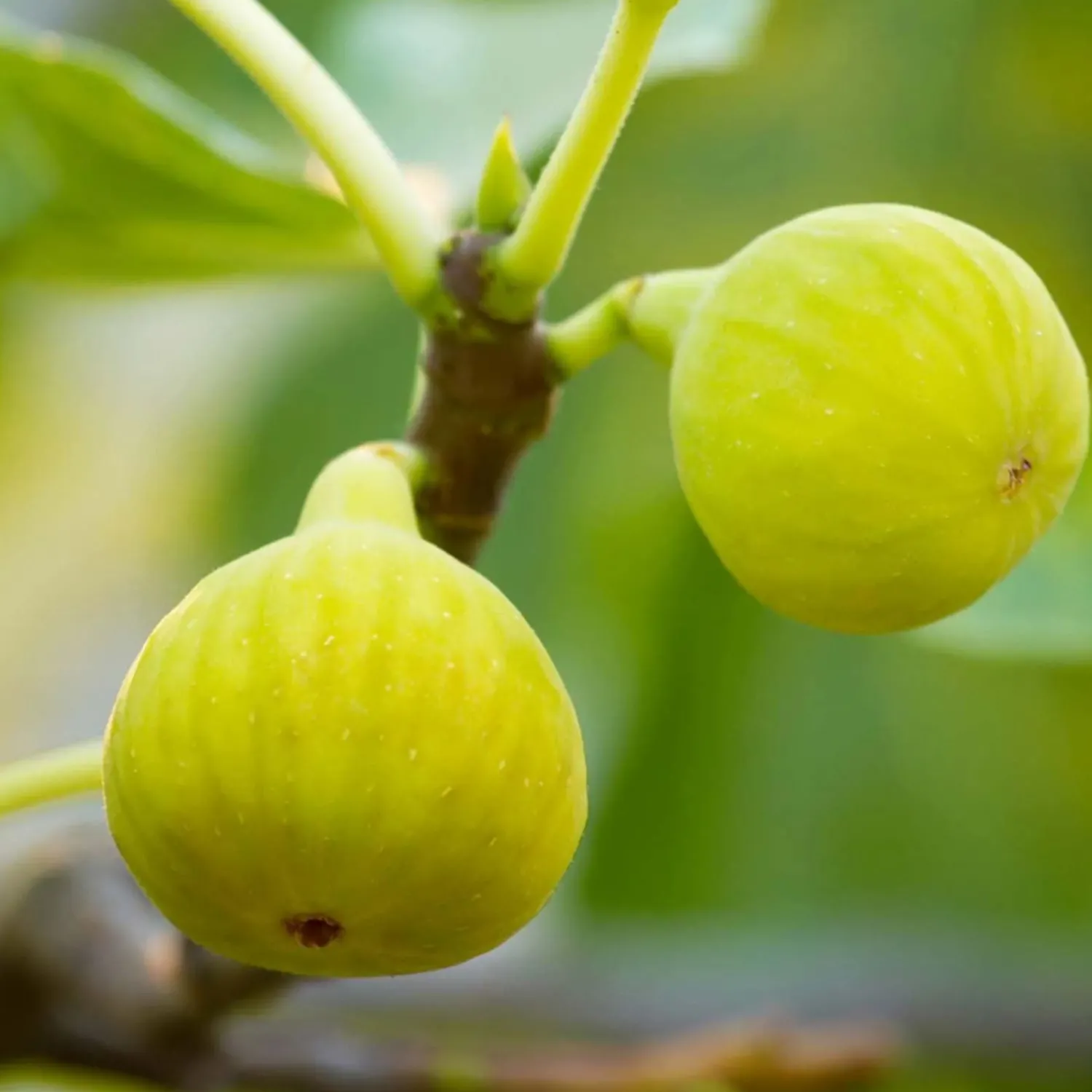 fig_desert_king___gallon_0-1.webp Fig 'Desert King' - #5 Gallon>Roger's Gardens Store