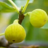 Fig 'Desert King' - #5 Gallon>Roger's Gardens Cheap