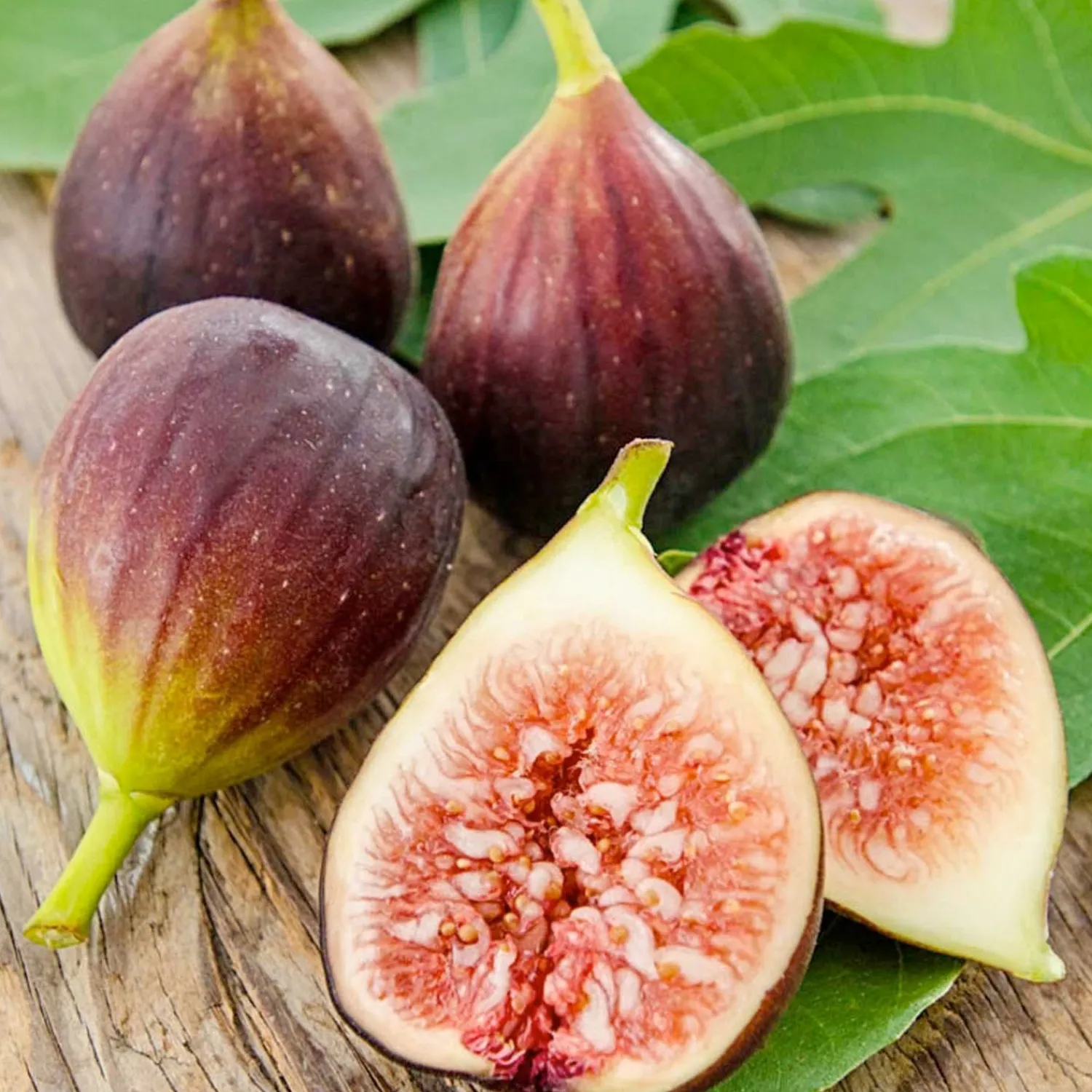 fig_improved_brown_turkey___gallon_0.webp Fig 'Improved Brown Turkey' - #15 Gallon>Roger's Gardens Sale