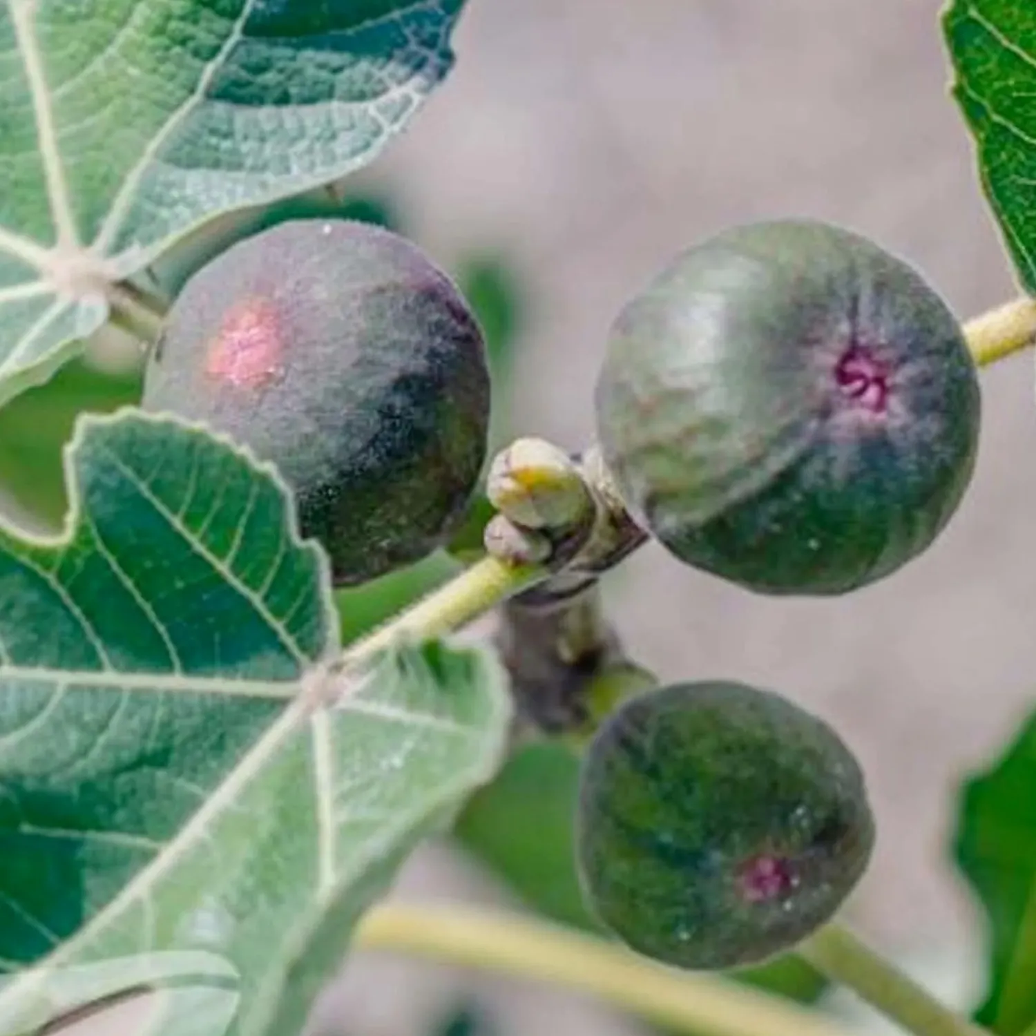 fig_white_genoa___gallon_0.webp Fig 'White Genoa' - #5 Gallon>Roger's Gardens Store