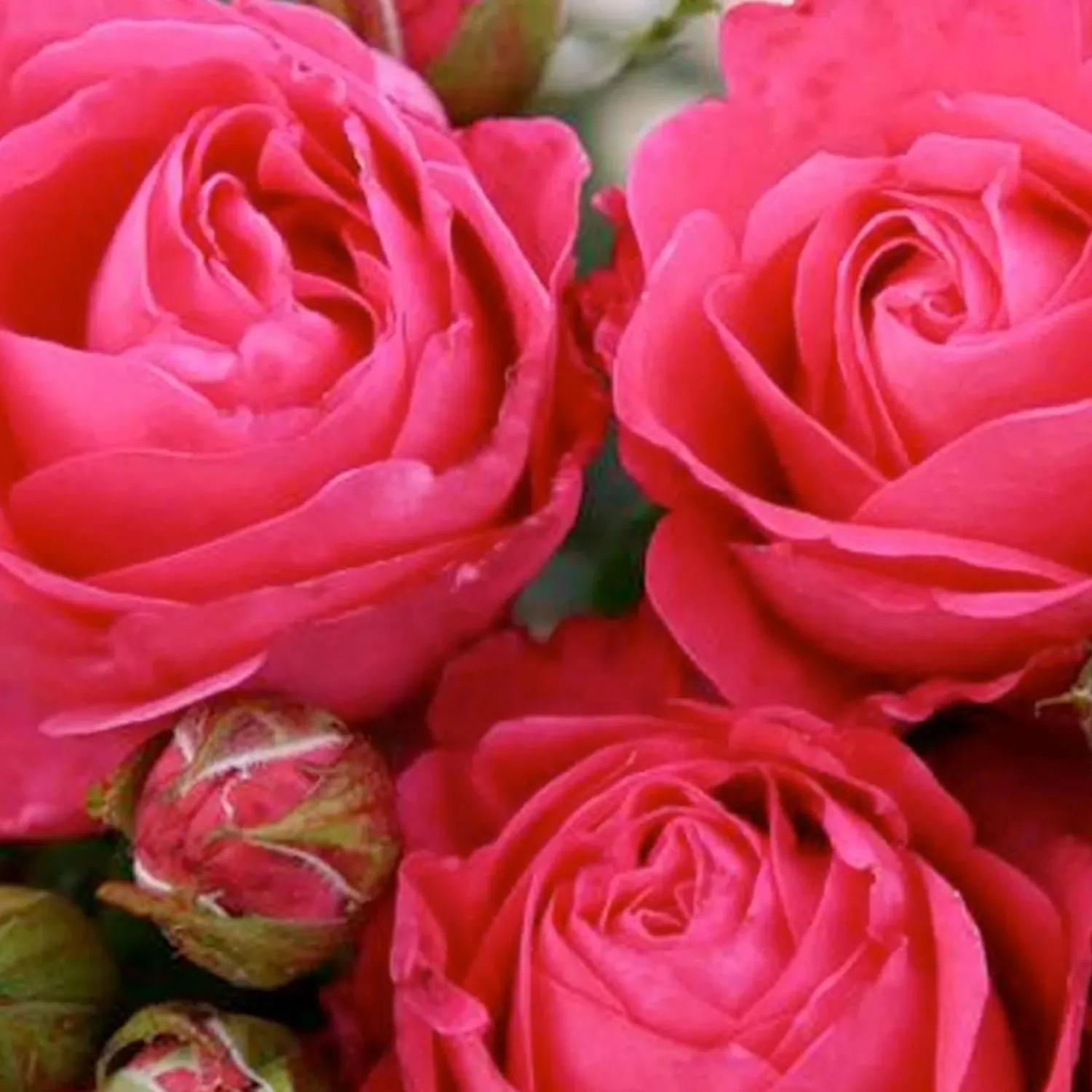 fiji_eleganza___gallon_0.webp Fiji Eleganza - 5 Gallon>Roger's Gardens Shop
