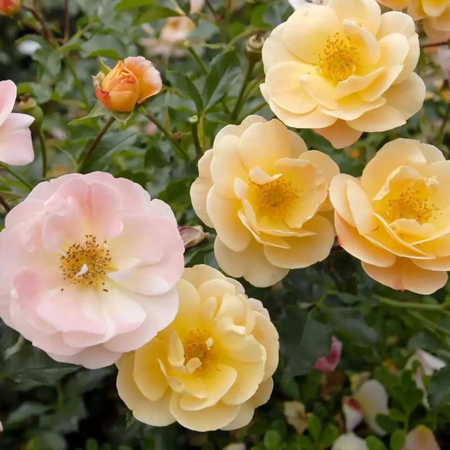 flower_carpet_amber___gallon_0.webp Flower Carpet Amber - 5 Gallon>Roger's Gardens Best