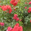 Flower Carpet Fc Scarlet® Pp - 5 Gallon>Roger's Gardens Fashion
