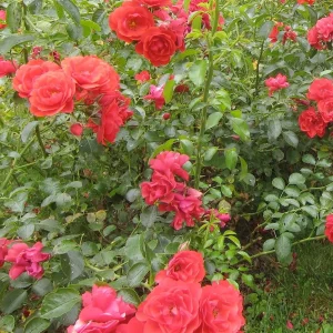Flower Carpet Fc Scarlet® Pp - 5 Gallon>Roger's Gardens Fashion