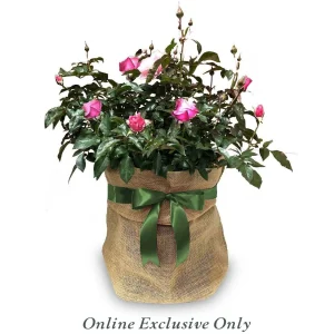 Flower Carpet Fc Scarlet® Pp - 5 Gallon>Roger's Gardens Fashion
