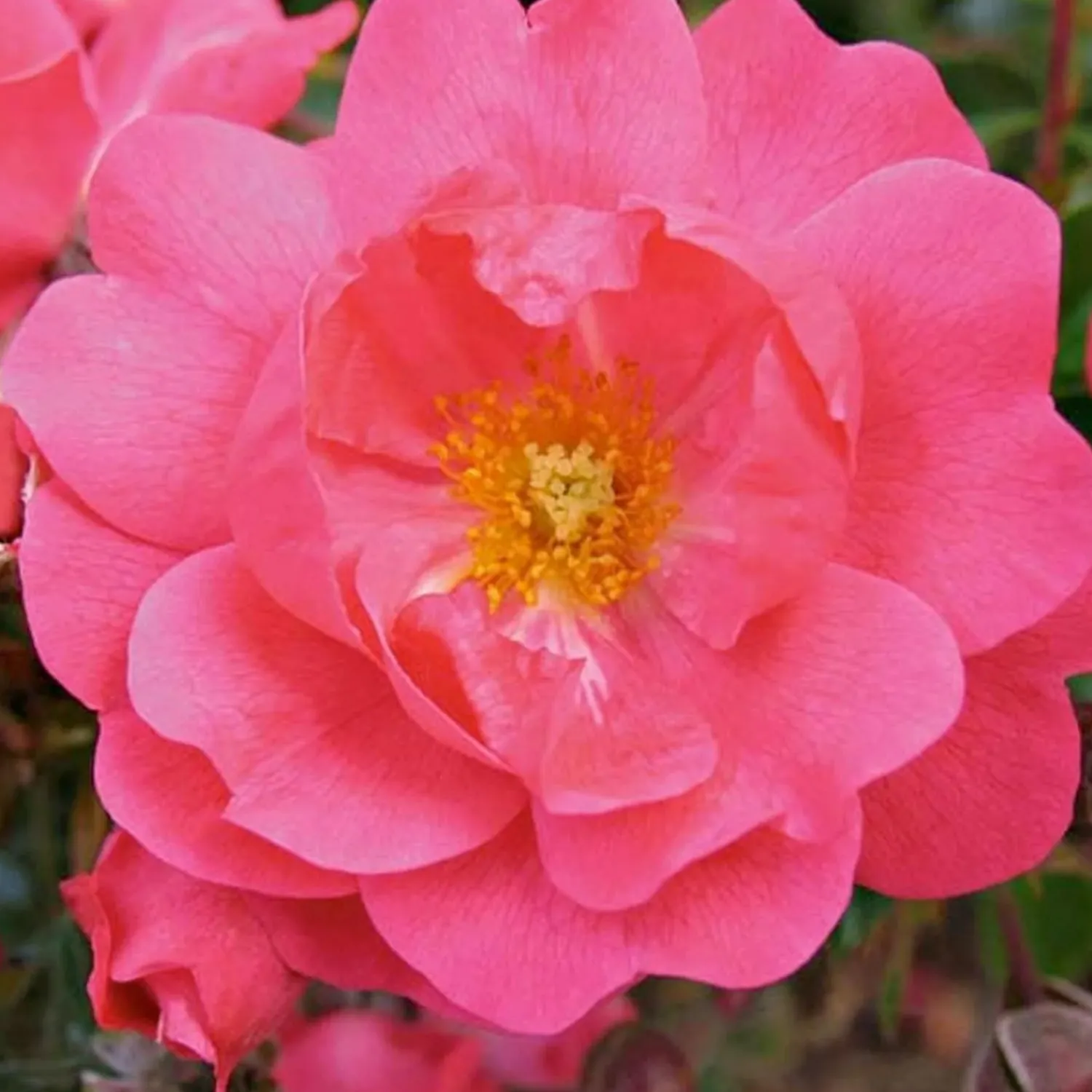 flower_carpet_pink_supreme___gallon_0.webp Flower Carpet Pink Supreme - 5 Gallon>Roger's Gardens Discount