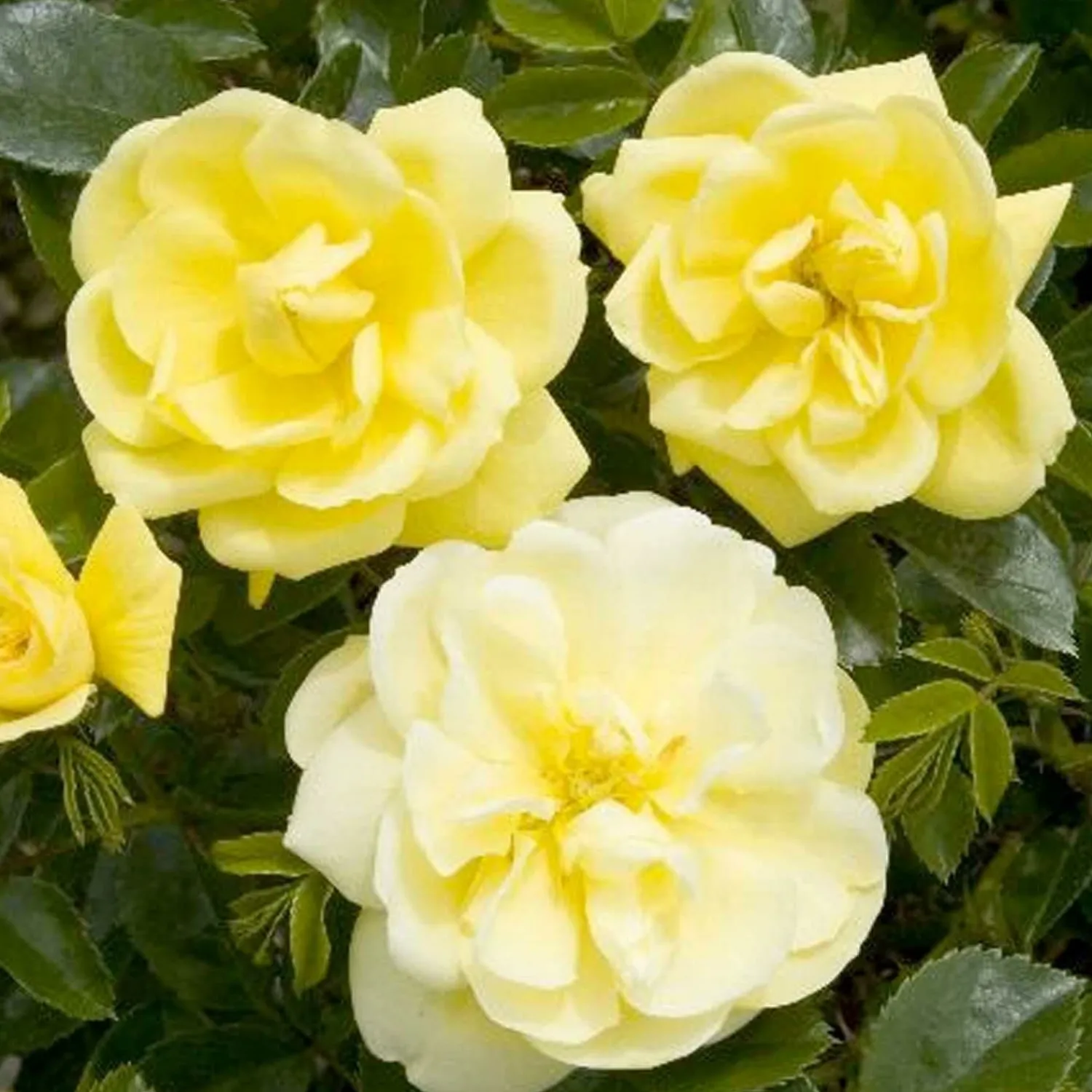 flower_carpet_yellow___gallon_0.webp Flower Carpet Yellow - 5 Gallon>Roger's Gardens Best
