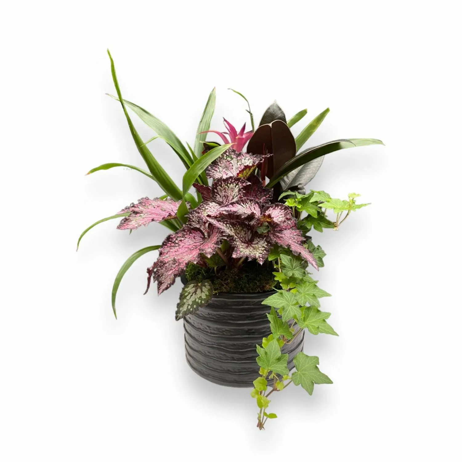 foliage_in_small_black_ridge_planter_0.webp Foliage In Small Black Ridge Planter>Roger's Gardens Outlet