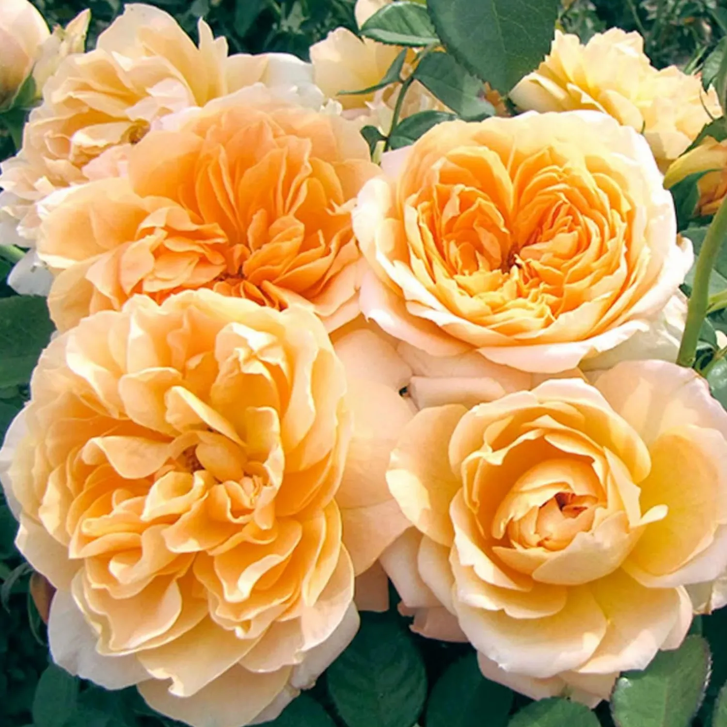 forever_amber___gallon_0.webp Forever Amber - 5 Gallon>Roger's Gardens Cheap