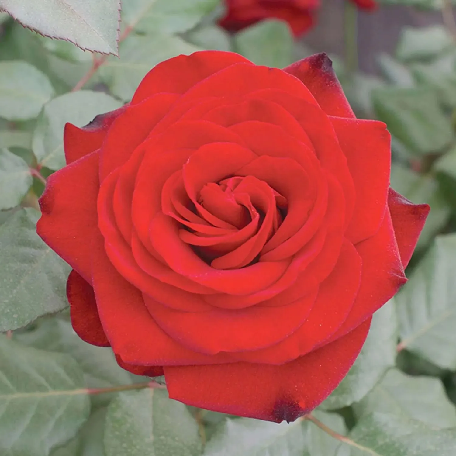 forever_yours___gallon_0.webp Forever Yours - 5 Gallon>Roger's Gardens Best Sale