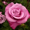 Fragrant Plum - 15 Gallon>Roger's Gardens Flash Sale