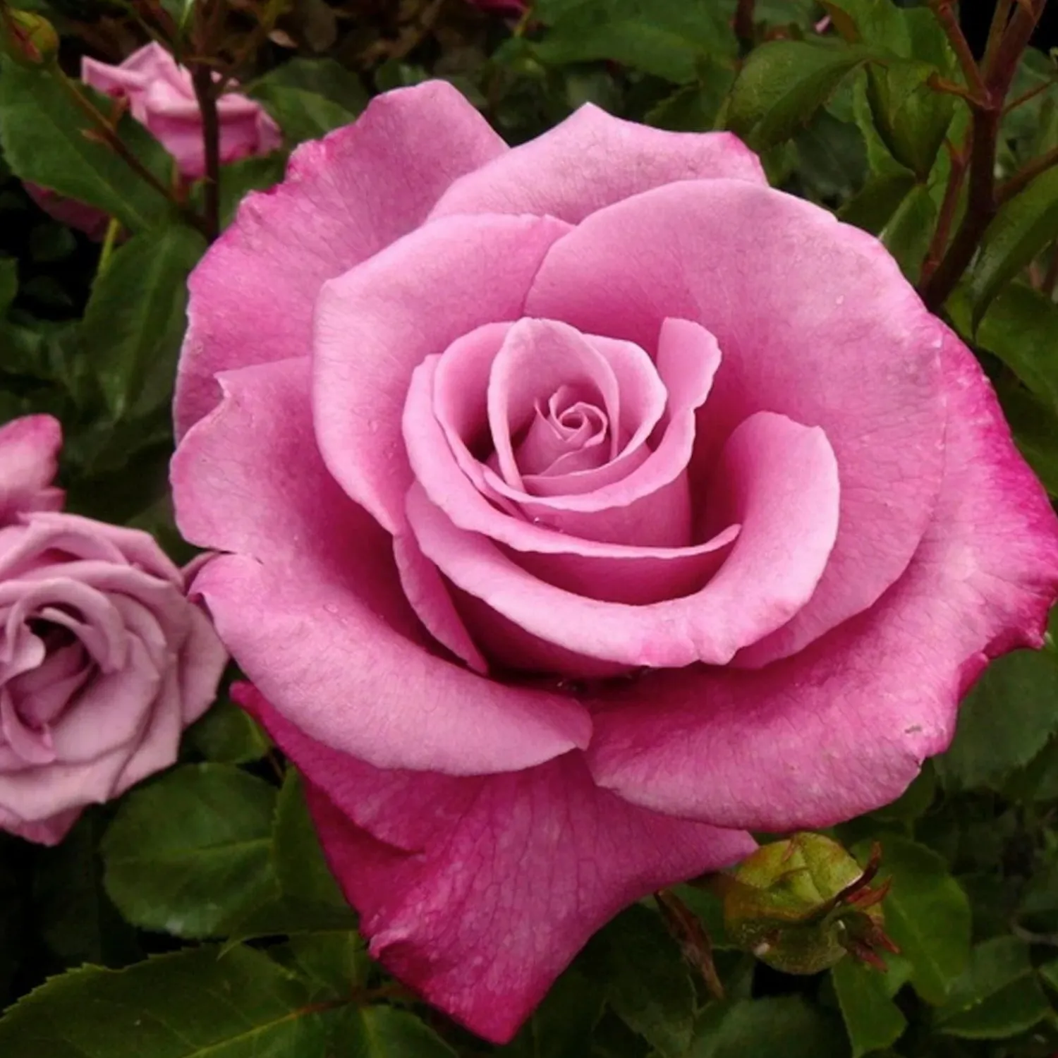 fragrant_plum___gallon_0.webp Fragrant Plum - 15 Gallon>Roger's Gardens Flash Sale