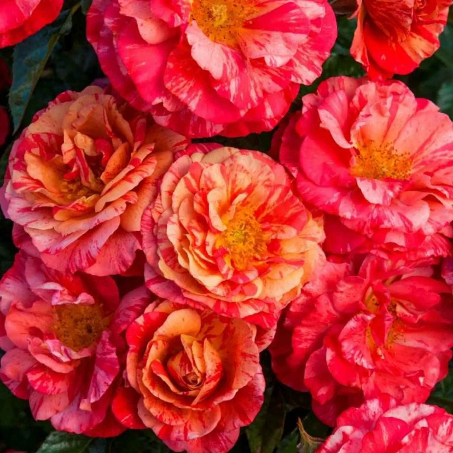 frida_kahlo___gallon_0.webp Frida Kahlo - 5 Gallon>Roger's Gardens Sale